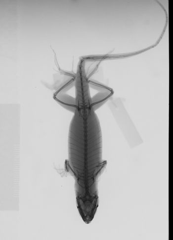Media type: image; Herpetology R-146414